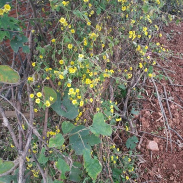 野菊花散装