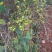 野菊花散装