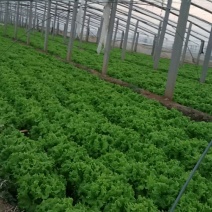 生菜7两~8两大量上市中需要联系