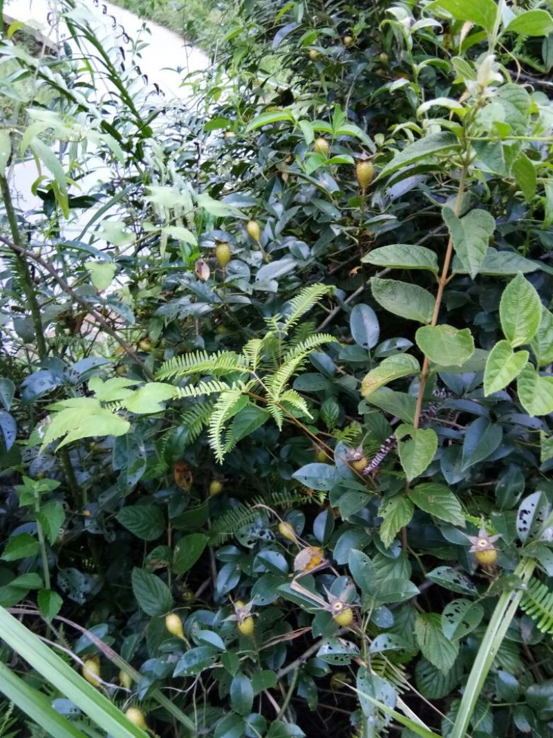刺梨鲜