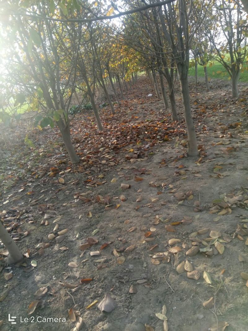 玉兰树10~12cm