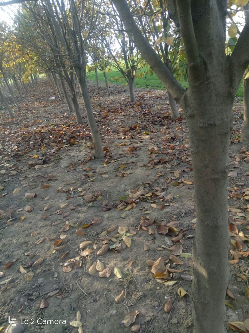 玉兰树10~12cm