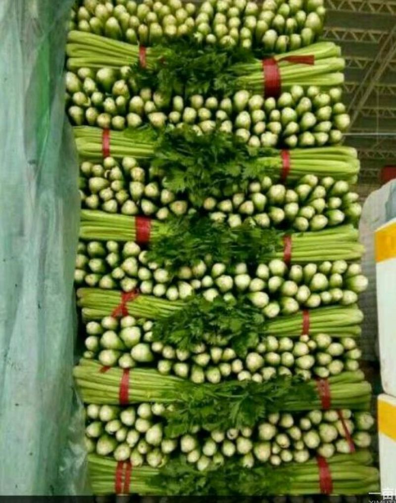 河北芹菜质量好价格低量大优惠常年供应欢迎咨询一手货源