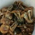 苍术关苍术野生