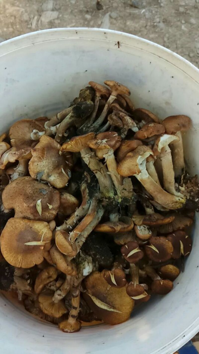 苍术关苍术野生
