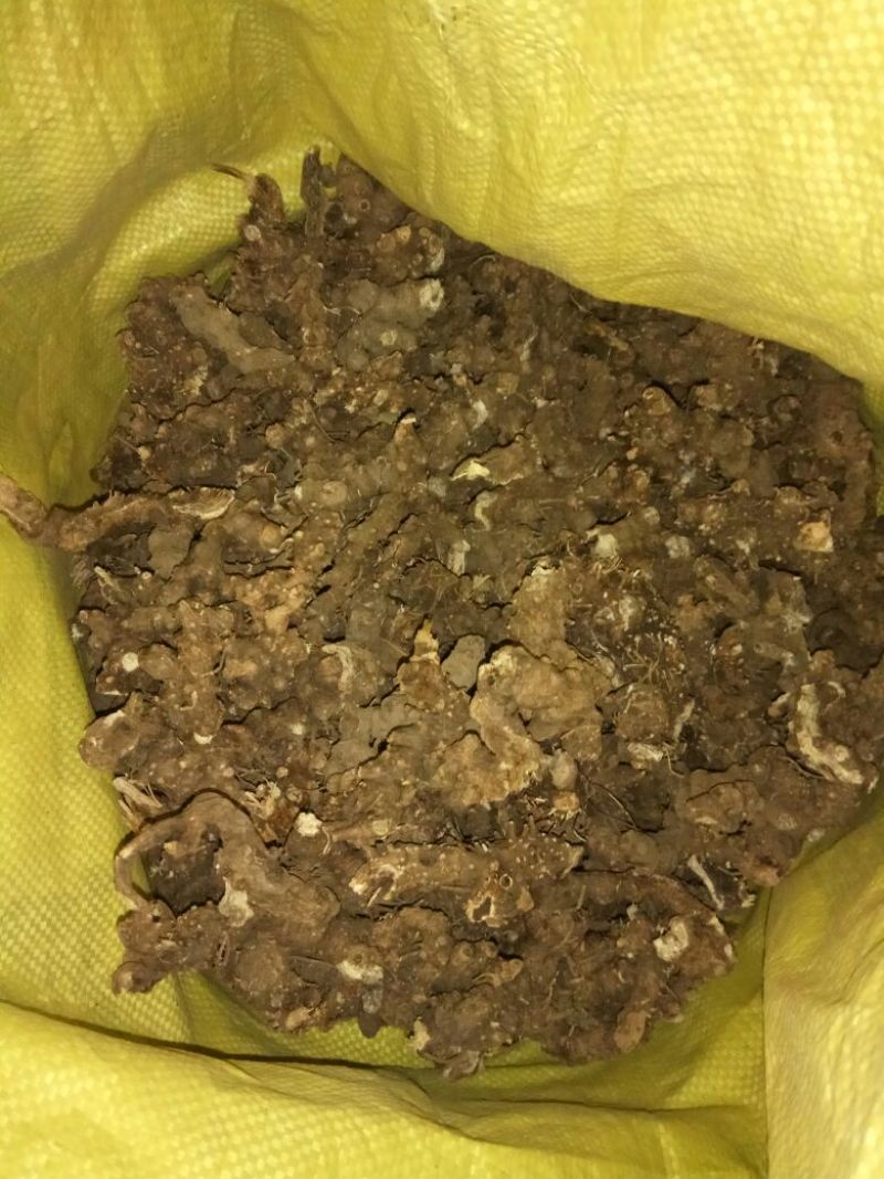 苍术关苍术野生
