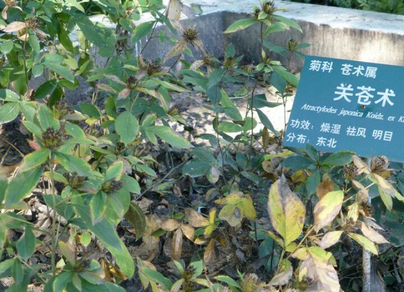 苍术关苍术野生