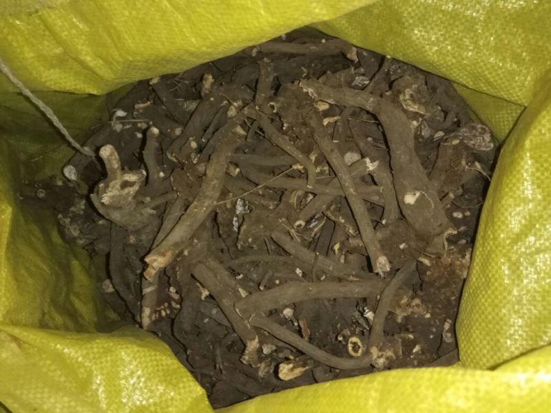 苍术关苍术野生