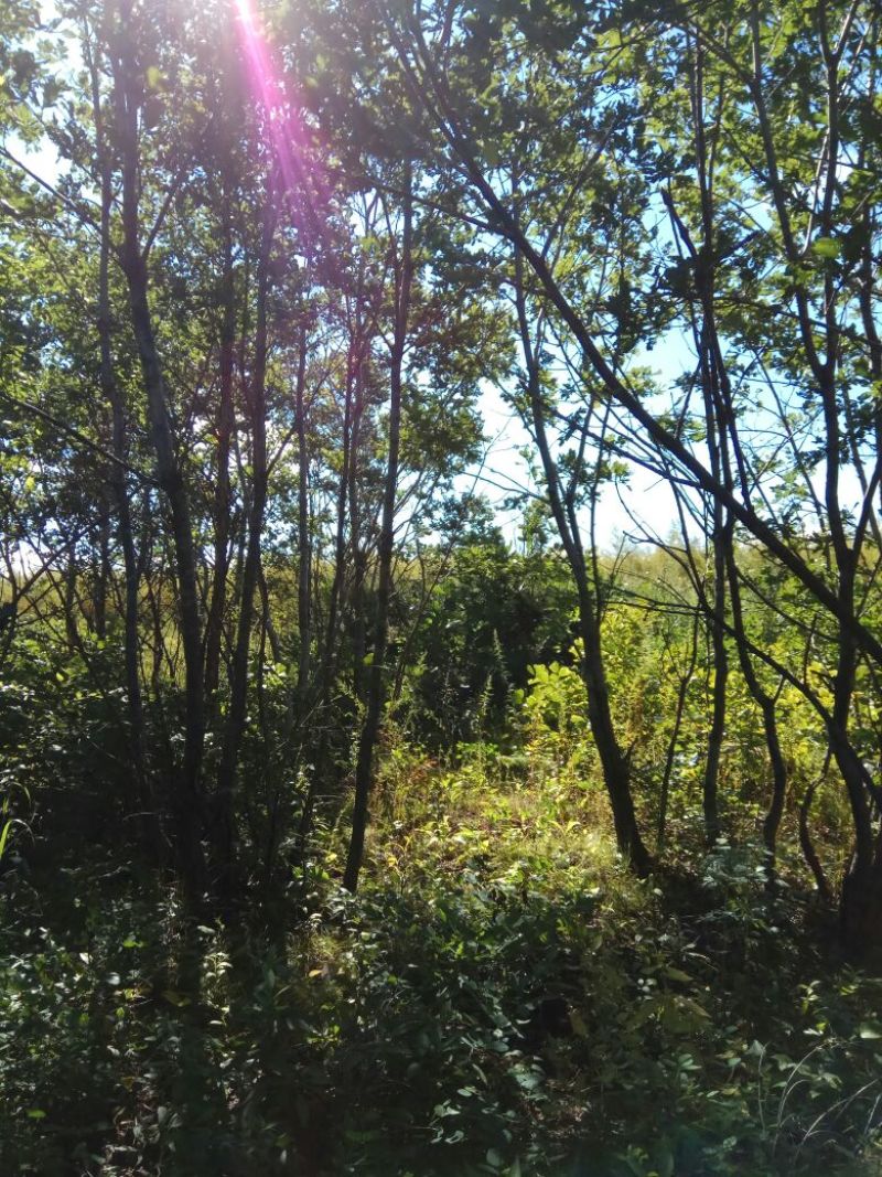 苍术关苍术野生