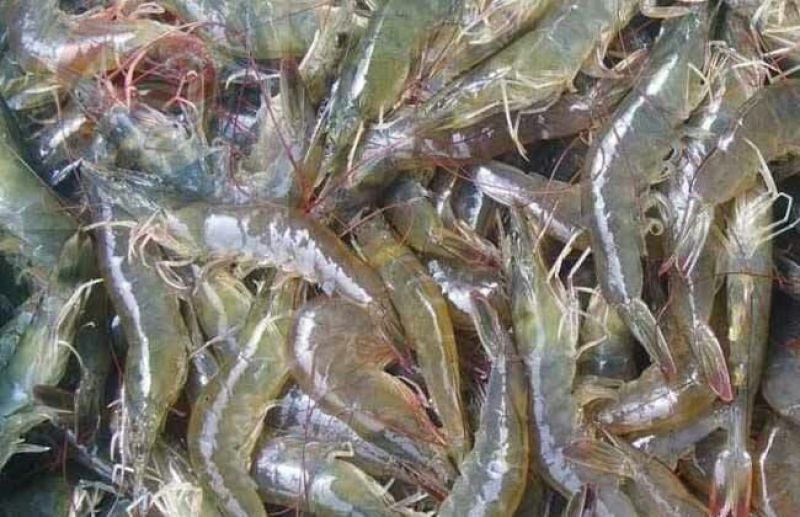 基围虾食用活虾
