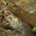 基围虾食用活虾