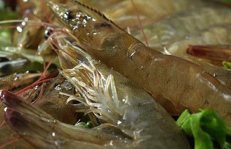 基围虾食用活虾