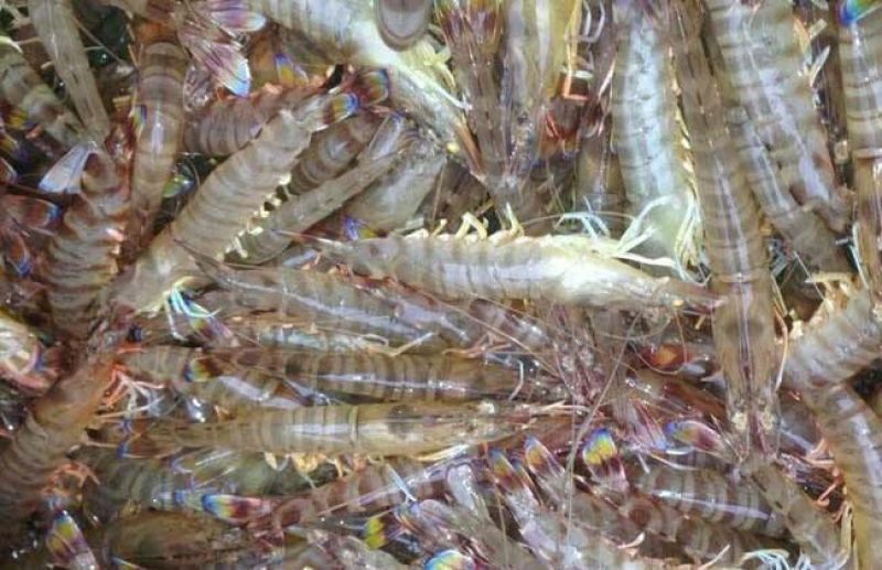 基围虾食用活虾