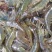 基围虾食用活虾