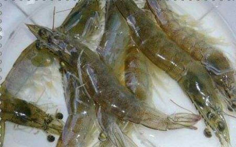 基围虾食用活虾
