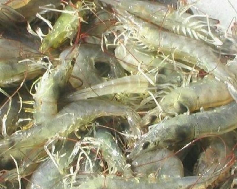基围虾食用活虾
