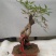 红叶南天竹10~30cm