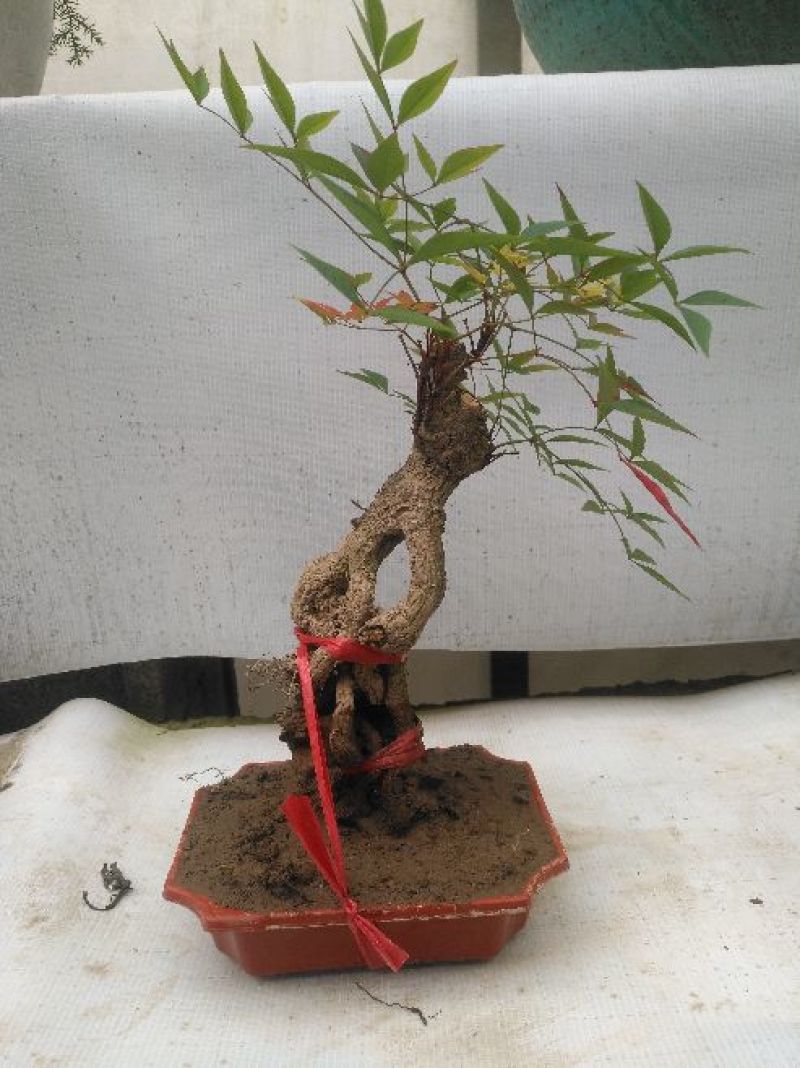 红叶南天竹10~30cm