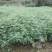 花椒苗1~2年