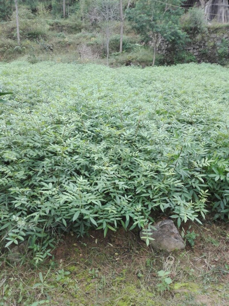 花椒苗1~2年