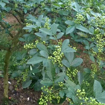 花椒苗1~2年