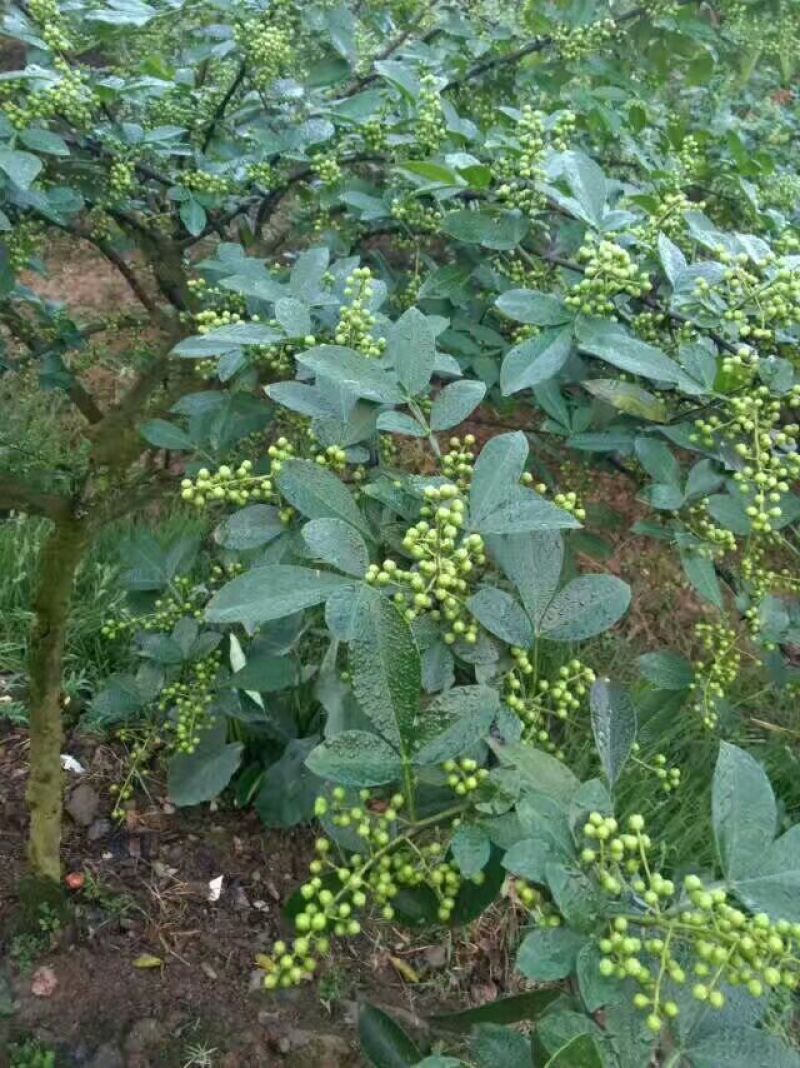 花椒苗1~2年