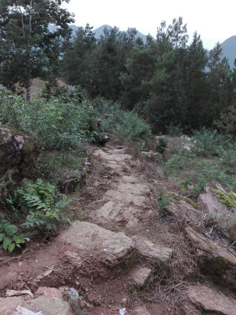 花椒苗1~2年