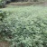 花椒苗1~2年