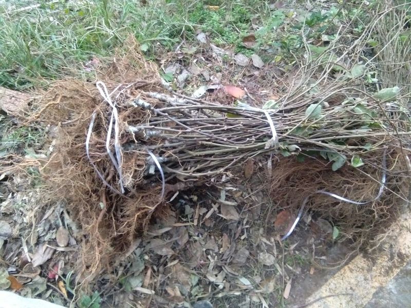 红心猕猴桃苗0.6~0.8cm30~35cm嫁接苗