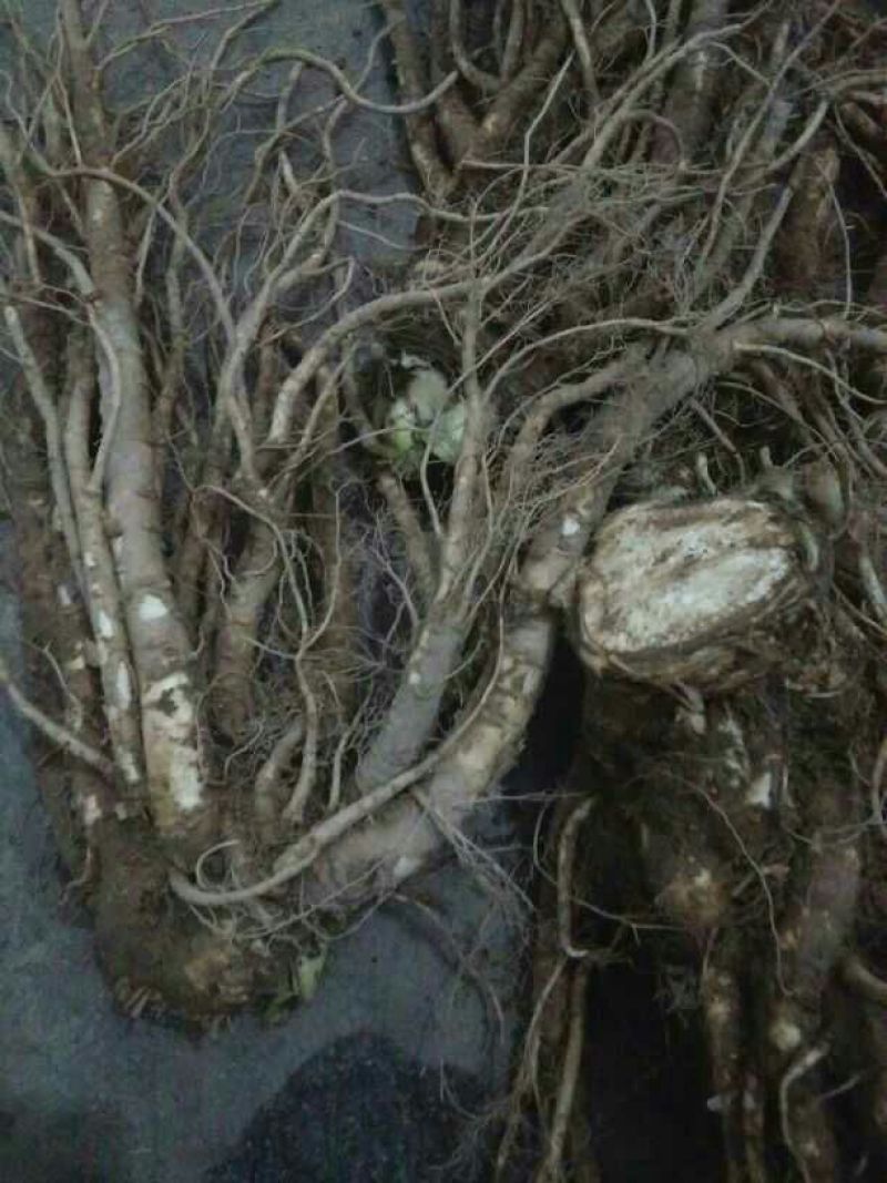 当归大