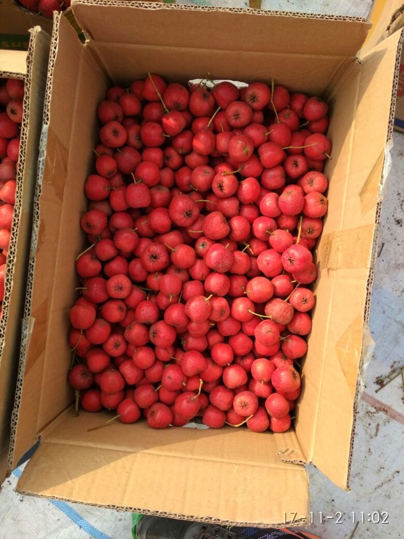 普通山楂10~15克山地果老品种铁渣口感酸甜适中