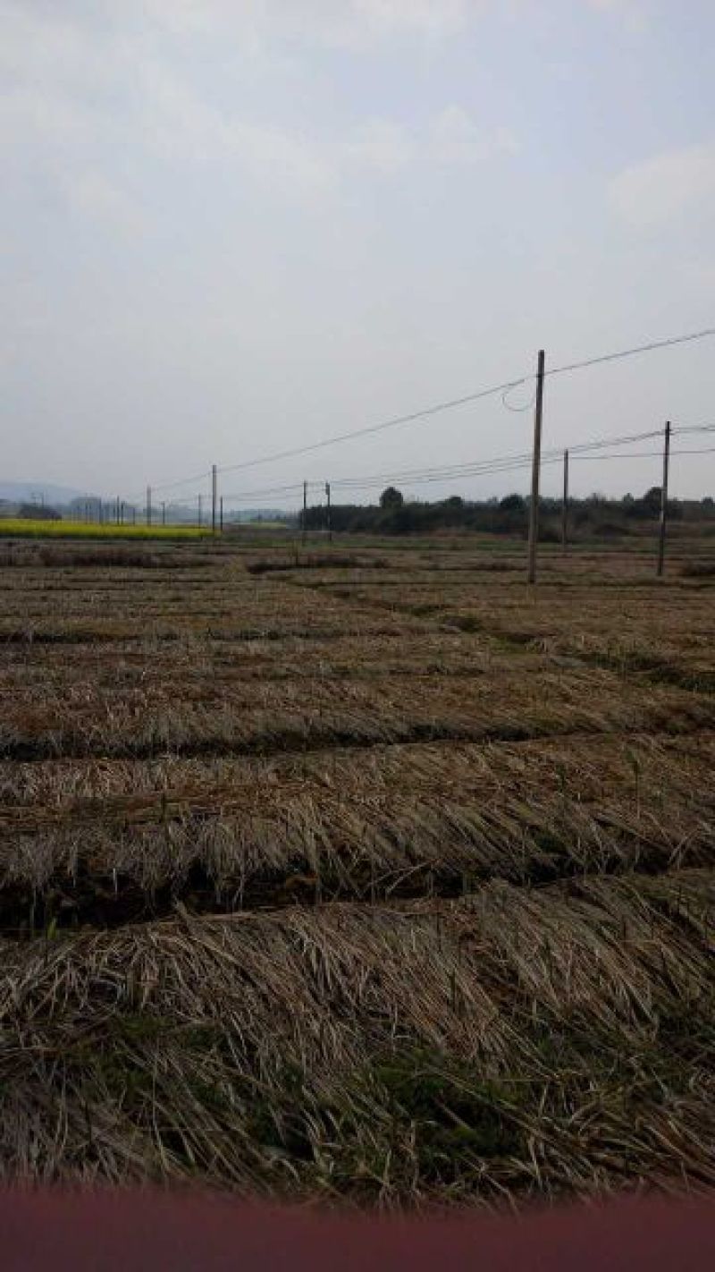 玉竹干
