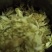药用菊花散装