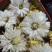 药用菊花散装
