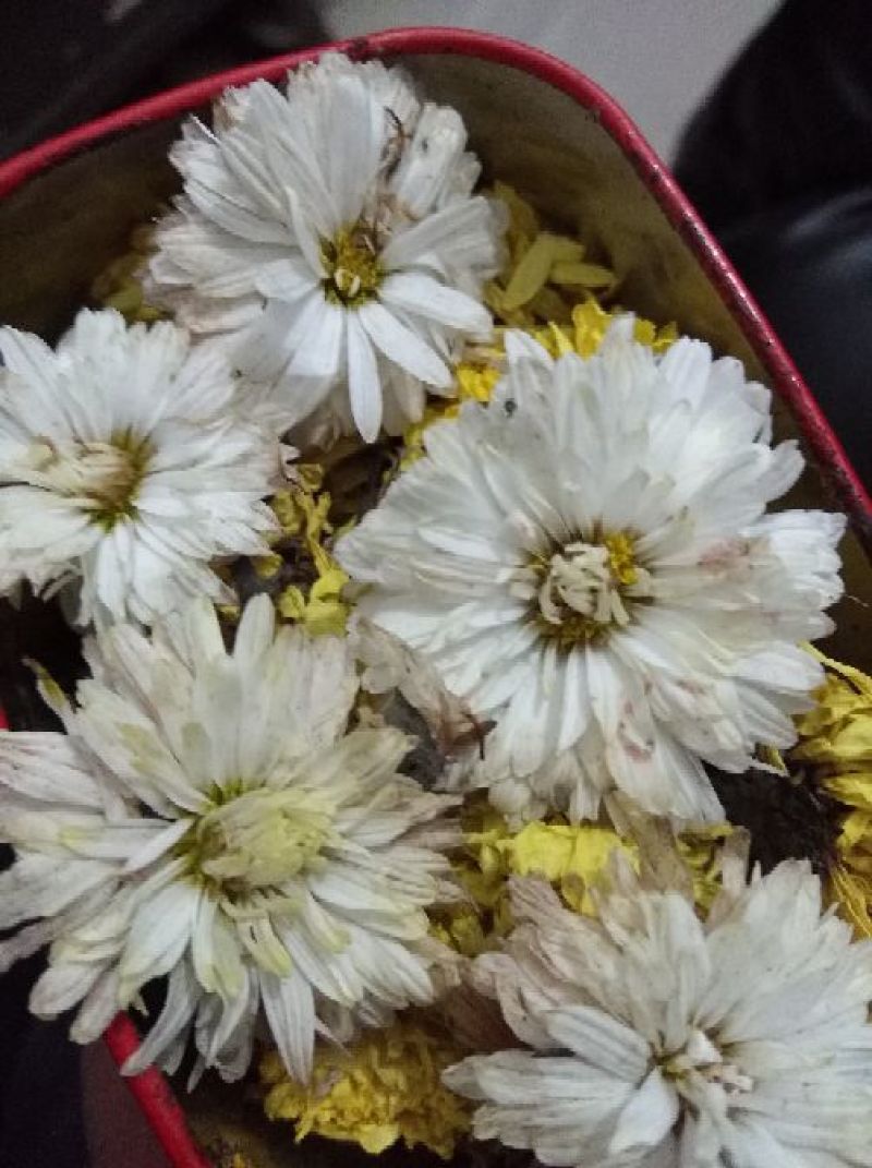 药用菊花散装