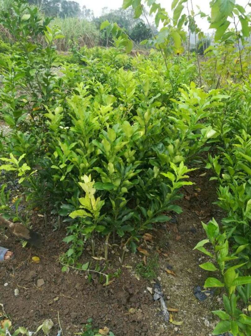 皇帝柑苗30~50cm