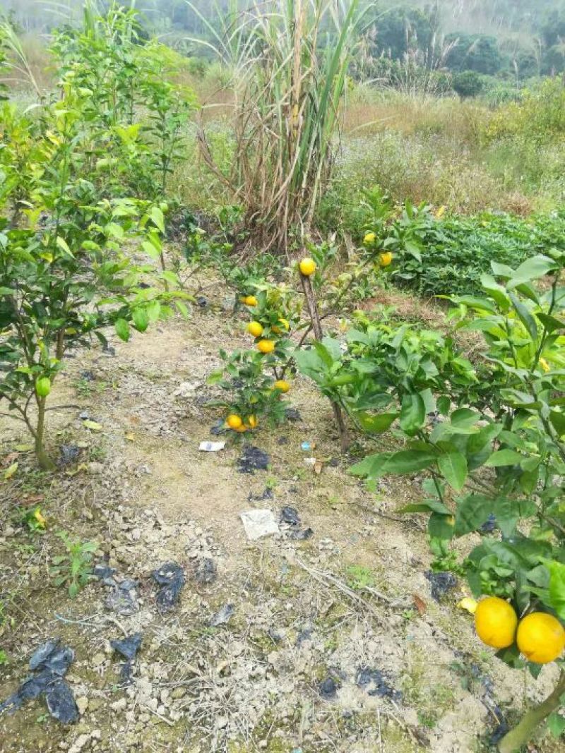 皇帝柑苗30~50cm