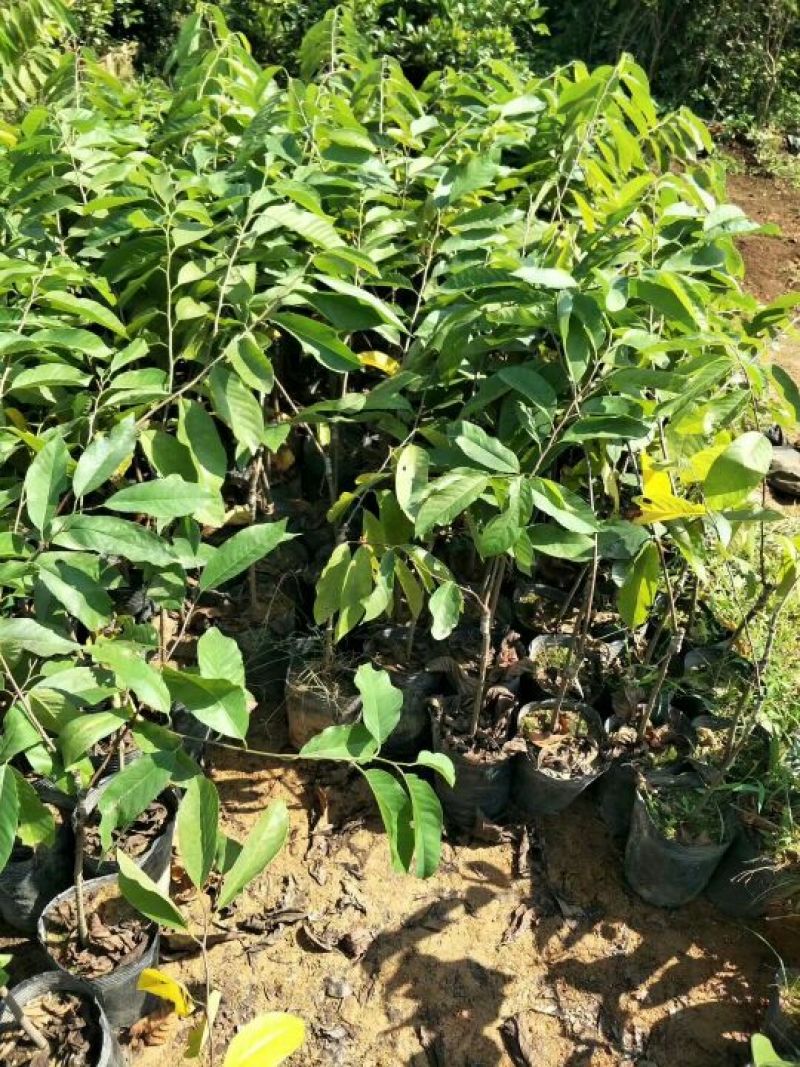 番荔枝苗30~50cm