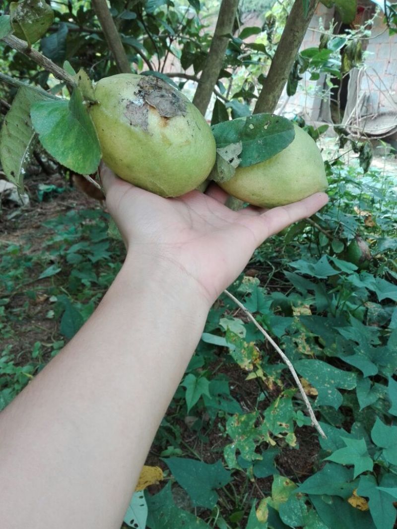 香水柠檬树苗30~50cm