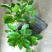 榴莲树苗30~50cm
