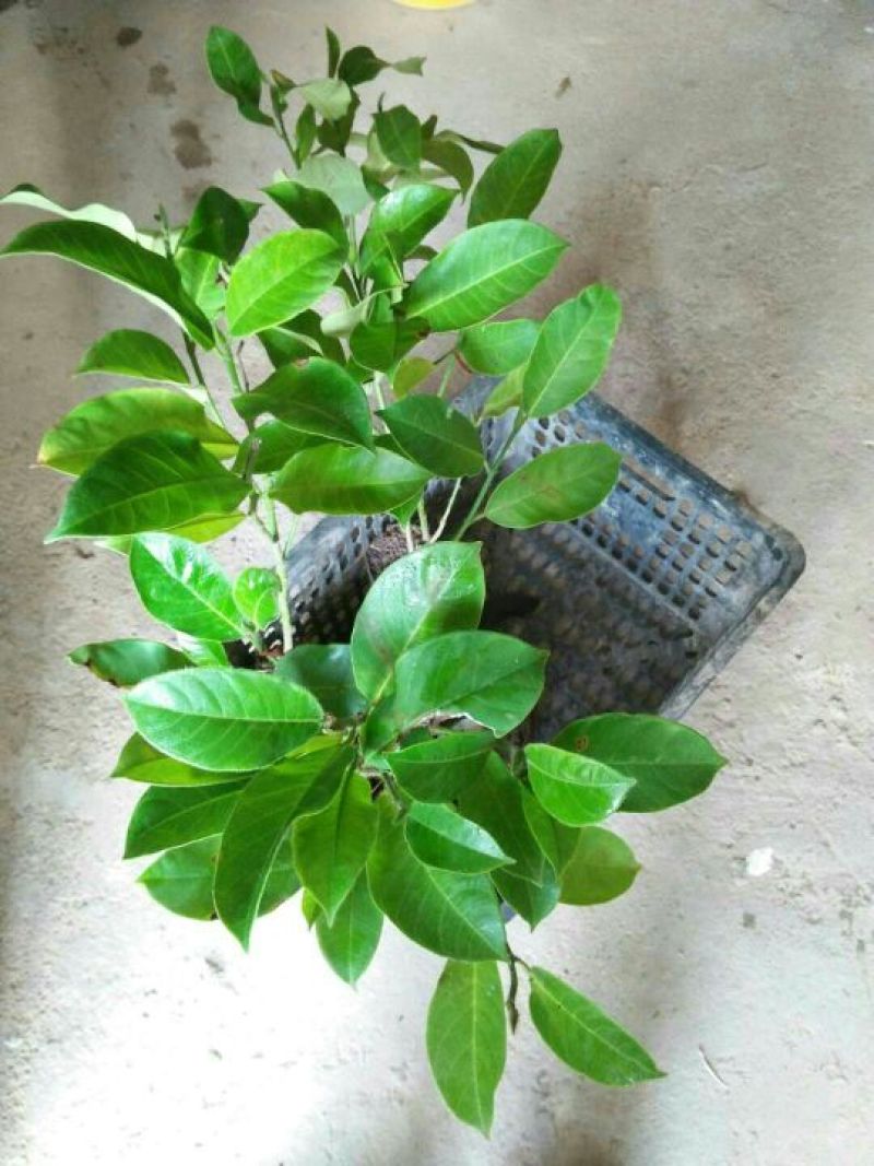 榴莲树苗30~50cm