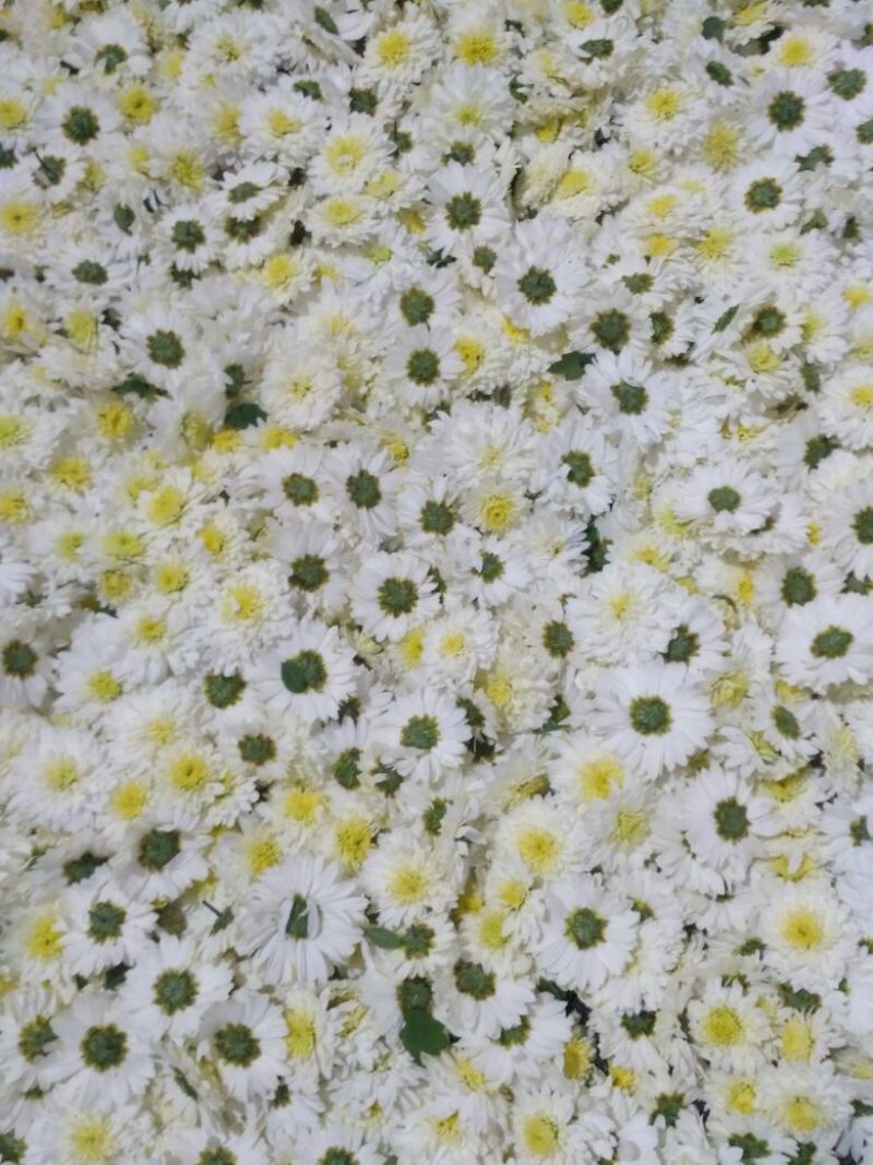 菊花茶一级