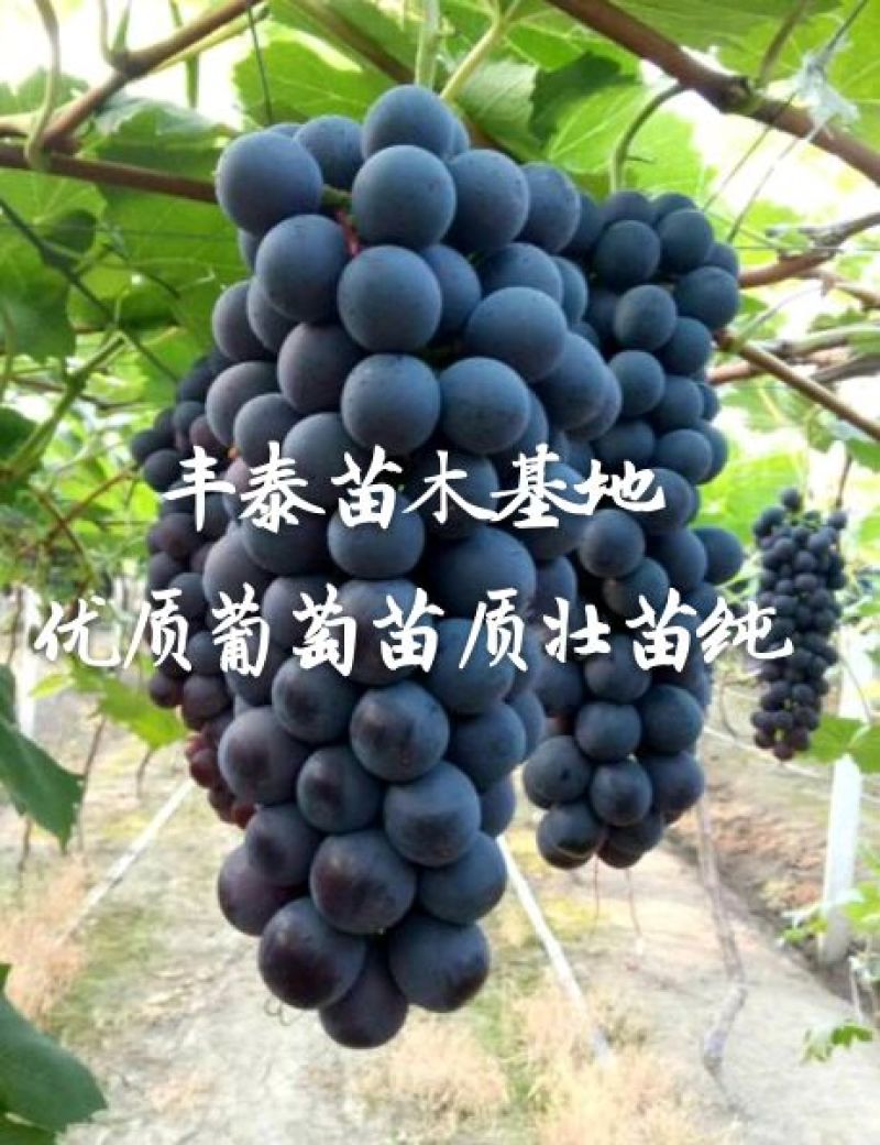 夏黑葡萄苗早熟夏黑葡萄苗基地低价批发保证苗纯正