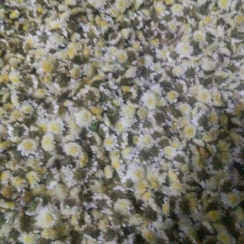 野菊花散装