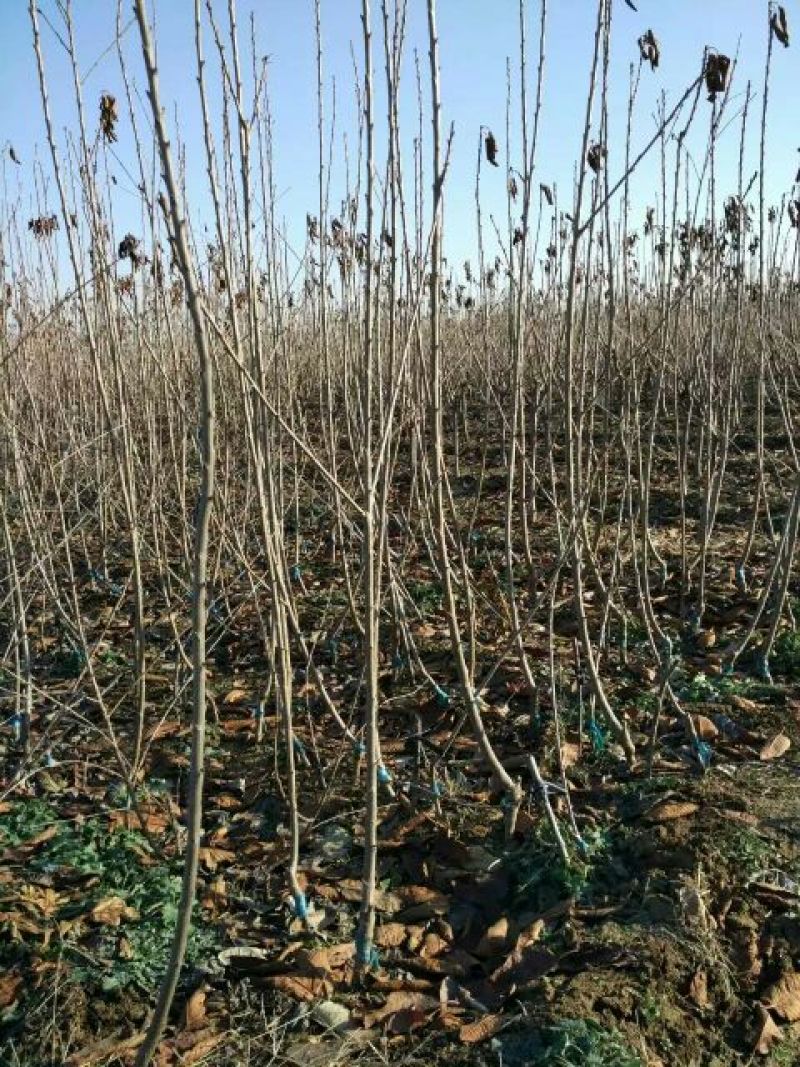 红灯樱桃苗新品种吉塞拉樱桃苗矮化的结果早