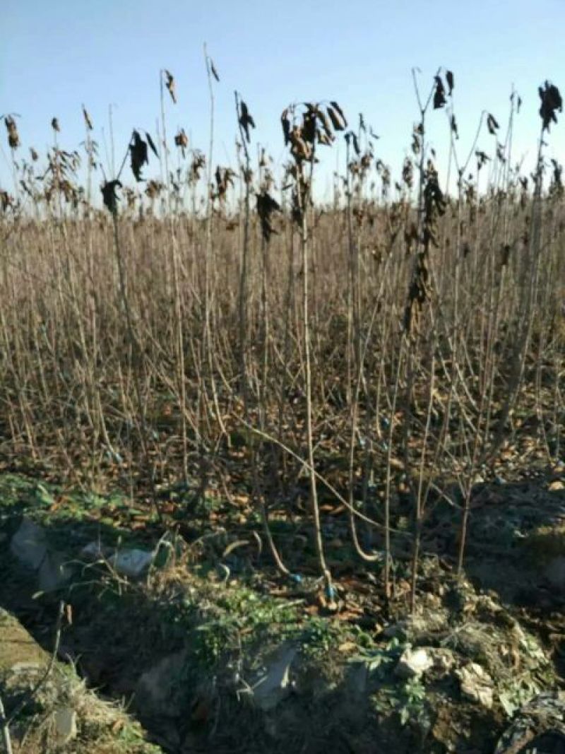 红灯樱桃苗新品种吉塞拉樱桃苗矮化的结果早