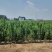 红灯樱桃苗新品种吉塞拉樱桃苗矮化的结果早