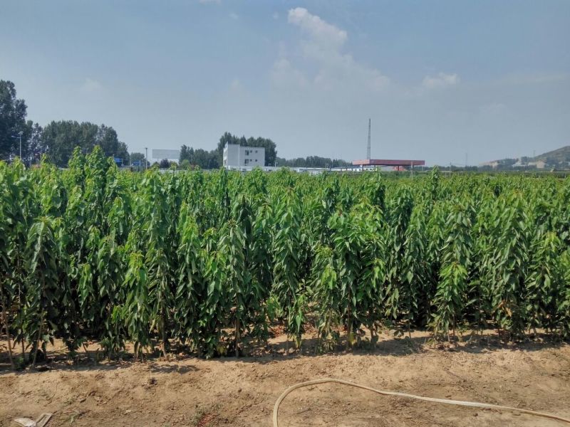 红灯樱桃苗新品种吉塞拉樱桃苗矮化的结果早
