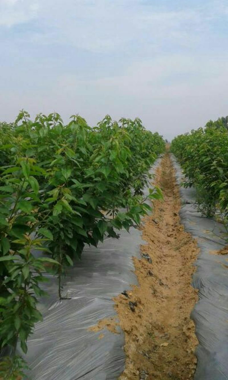 红灯樱桃苗新品种吉塞拉樱桃苗矮化的结果早