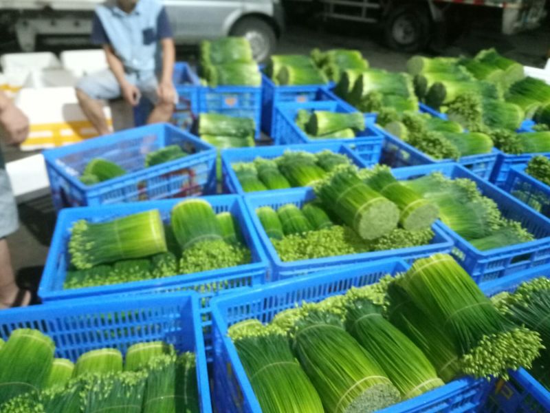 精品韮苔30一35cm产地直发一手货源量大从优欢迎采购